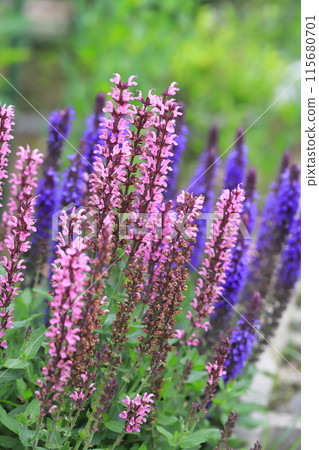 Salvia nemorosa Caradonna (Woodland Sage) 115680701