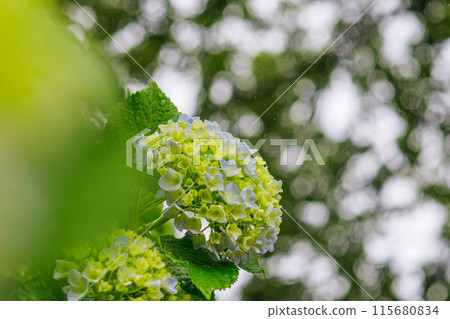 雨中絢麗多彩的繡球花景色 雨中絢麗多彩的繡球花景色 115680834