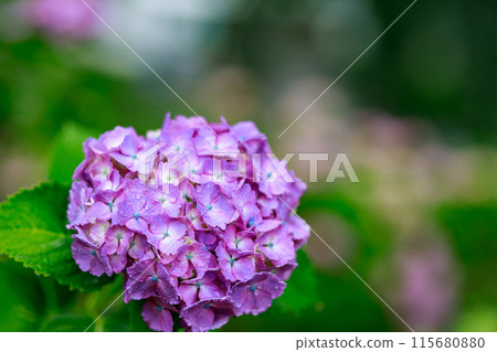 Colorful hydrangeas shining in the rain Colorful hydrangeas shining in the rain 115680880