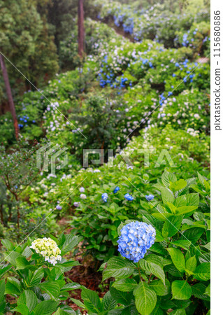 雨中絢麗多彩的繡球花景色 雨中絢麗多彩的繡球花景色 115680886