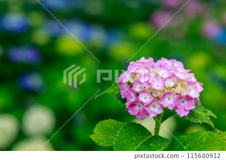 雨中絢麗多彩的繡球花景色 115680912