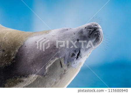 Crabeater Seal resting on a sheet of ice 115680940