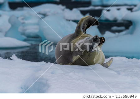 Crabeater Seal resting on a sheet of ice 115680949