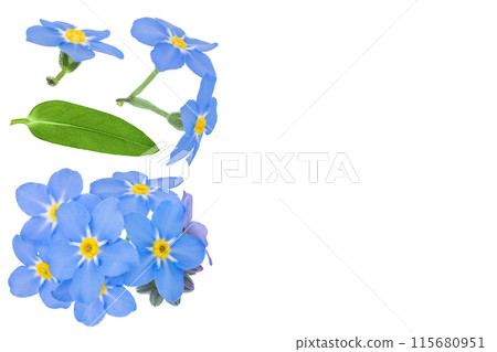forget-me-not flowers isolated on white background. Top view with copy space for your text. Flat lay 115680951