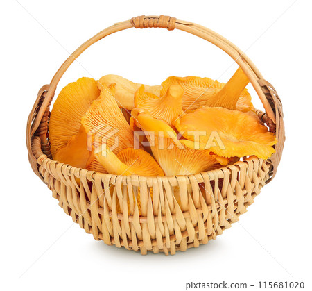 Chanterelle mushrooms in a basket isolated on a white background 115681020