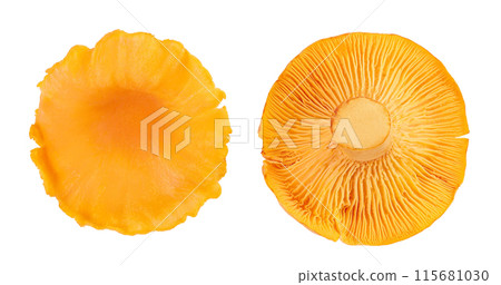 Chanterelle mushroom isolated on a white background. Top view. Flat lay 115681030