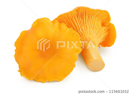 Chanterelle mushroom isolated on a white background Chanterelle mushroom isolated on a white background 115681032