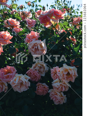 Roses Osaka Flower photos 115681064