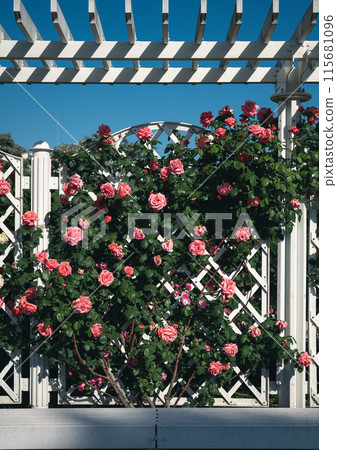 Roses Osaka Flower photos Roses Osaka Flower photos 115681096
