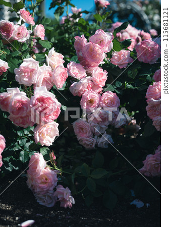 玫瑰大阪花照片 115681121