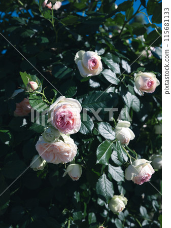 Roses Osaka Flower photos 115681133