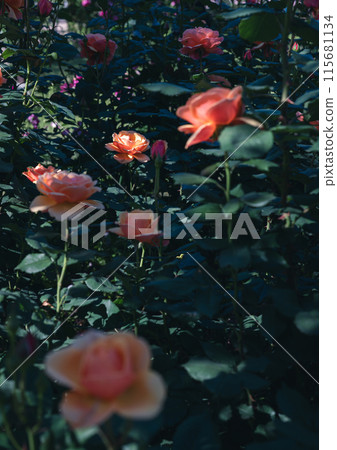 Roses Osaka Flower photos 115681134