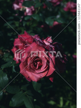 玫瑰大阪花照片 玫瑰大阪花照片 115681147