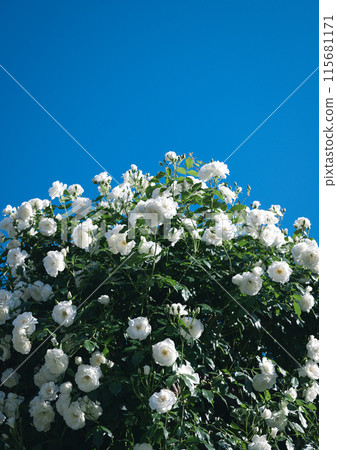 Roses Osaka Flower photos Roses Osaka Flower photos 115681171