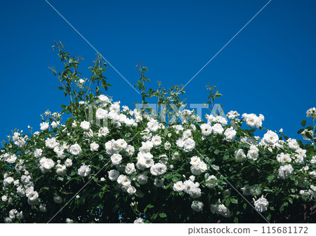 Roses Osaka Flower photos Roses Osaka Flower photos 115681172