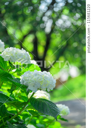 A close-up of white hydrangeas in beautiful light and shadow (Tourist spot Tawarayama Exchange Center Moenosato) 115681220