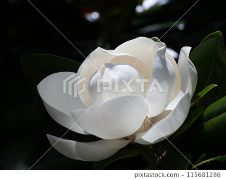 Taishan tree flower 115681286