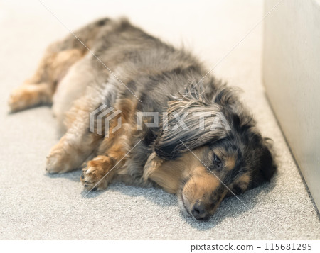 Dachshund lying on the carpet Dachshund lying on the carpet 115681295