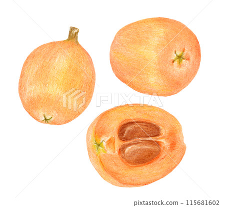 Loquat hand-drawn colored pencil drawing 115681602