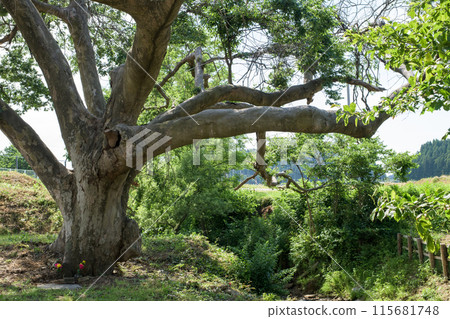 Giant Zelkova tree, Honjo Highway, Milestone, Akita Prefecture 115681748