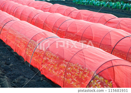 A plastic tunnel in a field to protect newly planted leaves: a view of urban agriculture 115681931