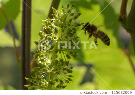 Blooming young wine grapes with a bee in the garden. 115682009