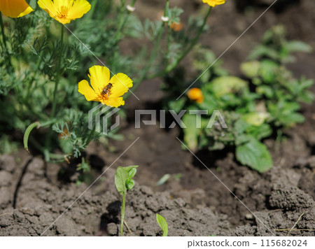Buds of Eschscholzia californica in the garden. Buds of Eschscholzia californica in the garden. 115682024