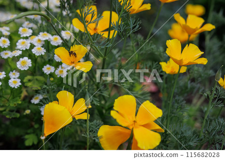 Buds of Eschscholzia californica in the garden. Buds of Eschscholzia californica in the garden. 115682028