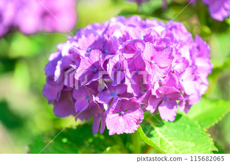 在美麗的光線下閃耀的裝飾繡球花的特寫（旅遊勝地田原山交流中心萌之裡） 115682065