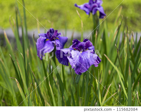 Ise-Chitose irises blooming in the botanical garden 115682084
