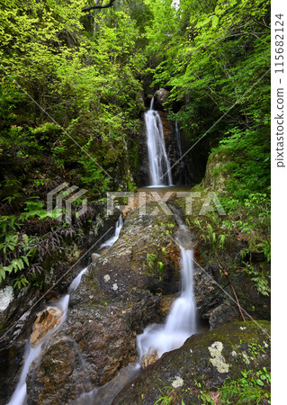 Hikaku Valley, Shiratyuotoki Waterfall (Kasuga-cho, Tamba City, Hyogo Prefecture) 115682124