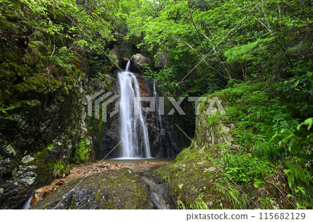 Hikaku Valley, Shiratyuotoki Waterfall (Kasuga-cho, Tamba City, Hyogo Prefecture) Hikaku Valley, Shiratyuotoki Waterfall (Kasuga-cho, Tamba City, Hyogo Prefecture) 115682129