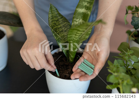 Close up of Female gardener hands adding houseplants fertilizer soil chopsticks to pot. Caring of home green plants indoors 115682143