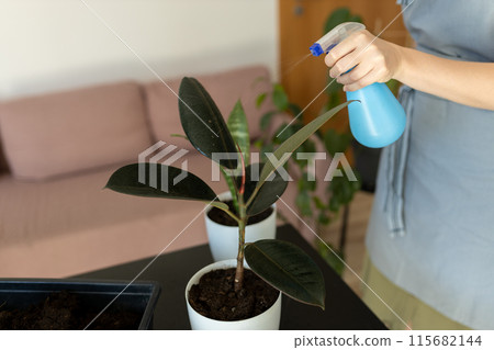 Woman sprays plants in flower pots at home. Indoor gardening. Caring for houseplants home. Florist works and sprays aquatic plants. 115682144