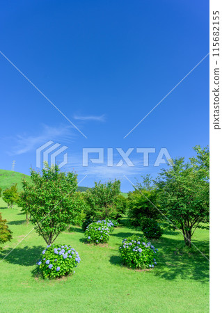The natural scenery of Mt. Tawara and the surrounding area (hydrangea flowers) against the backdrop of the early summer blue sky (Tourist spot Mt. Tawara, Exchange Center, Moenosato) 115682155