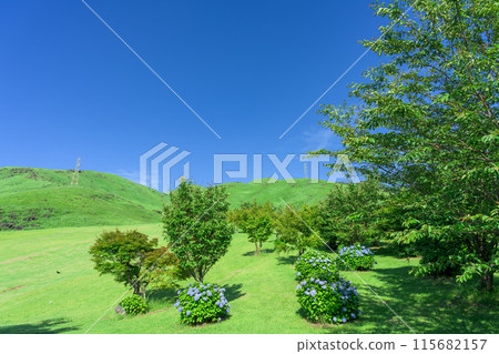 The natural scenery of Mt. Tawara and the surrounding area (hydrangea flowers) against the backdrop of the early summer blue sky (Tourist spot Mt. Tawara, Exchange Center, Moenosato) The natural scenery of Mt. Tawara and the surrounding area (hydrangea flowers) against the backdrop of the early summer blue sky (Tourist spot Mt. Tawara, Exchange Center, Moenosato) 115682157