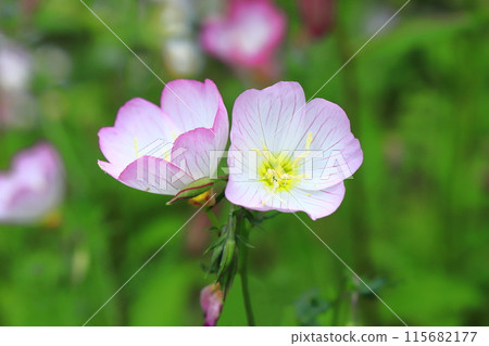 Day Saki Evening Primrose 115682177