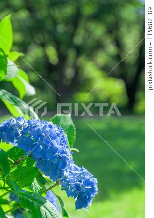 A close-up of decorative hydrangea flowers shining in beautiful rays of light (Tourist spot Tawarayama Exchange Center Moenosato) A close-up of decorative hydrangea flowers shining in beautiful rays of light (Tourist spot Tawarayama Exchange Center Moenosato) 115682189
