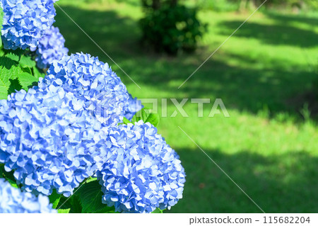 在美麗的光線下閃耀的裝飾繡球花的特寫(旅遊勝地田原山交流中心萌之裡) 在美麗的光線下閃耀的裝飾繡球花的特寫(旅遊勝地田原山交流中心萌之裡) 115682204