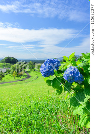 The natural scenery of Mt. Tawara and the surrounding area (hydrangea flowers) against the backdrop of the early summer blue sky (Tourist spot Mt. Tawara, Exchange Center, Moenosato) The natural scenery of Mt. Tawara and the surrounding area (hydrangea flowers) against the backdrop of the early summer blue sky (Tourist spot Mt. Tawara, Exchange Center, Moenosato) 115682377