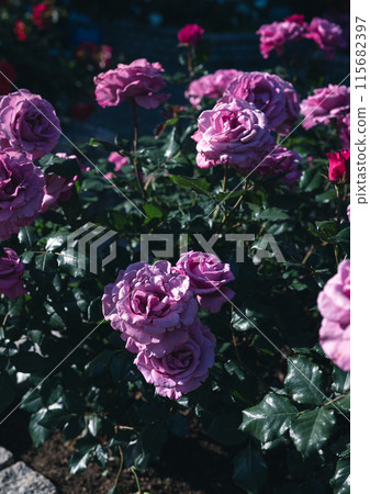 Roses Osaka Flower photos Roses Osaka Flower photos 115682397