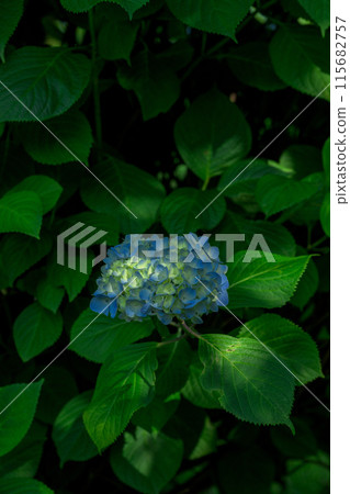 陽光照射在繡球花上，折射出美麗的光影（俵山觀光交流中心萌之裡） 115682757