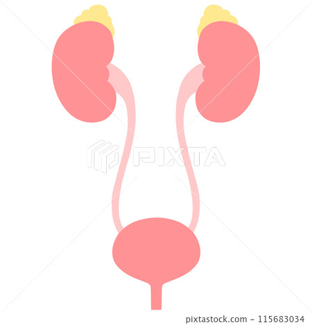 Illustration of healthy kidneys, adrenal glands and bladder Illustration of healthy kidneys, adrenal glands and bladder 115683034