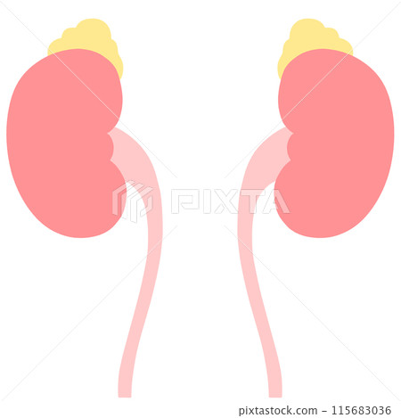 健康腎臟、腎上腺和膀胱的例證 健康腎臟、腎上腺和膀胱的例證 115683036