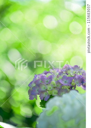 A close-up of hydrangeas in beautiful light and shadow (Tourist spot Tawarayama Exchange Center Moenosato) A close-up of hydrangeas in beautiful light and shadow (Tourist spot Tawarayama Exchange Center Moenosato) 115683037