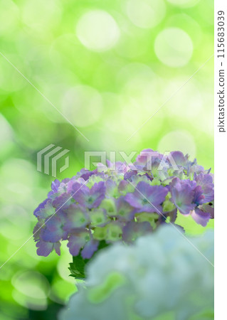 A close-up of hydrangeas in beautiful light and shadow (Tourist spot Tawarayama Exchange Center Moenosato) A close-up of hydrangeas in beautiful light and shadow (Tourist spot Tawarayama Exchange Center Moenosato) 115683039