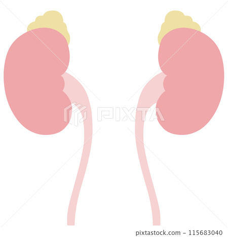 Illustration of unhealthy kidneys, adrenal glands and bladder Illustration of unhealthy kidneys, adrenal glands and bladder 115683040