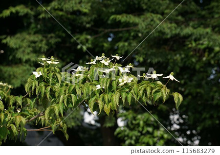 White flowers of the dogwood, May 2023 115683279