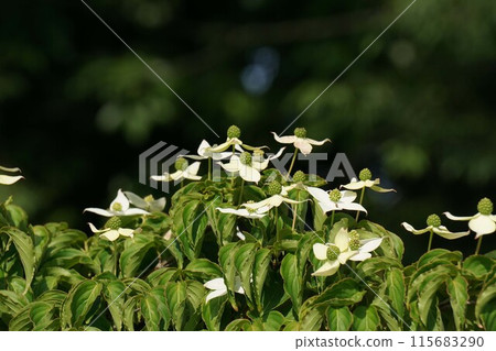 White flowers of the dogwood, May 2023 115683290