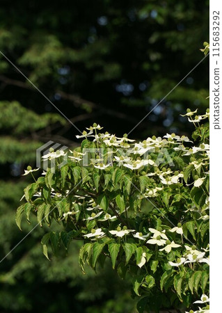 山燈的白花 / 2023 年 5 月 115683292